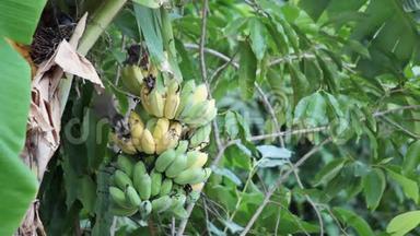 鸟，灯泡鸟在种植园里吃着正在生长的一串<strong>香蕉</strong>，追踪高清拍摄的高质量镜头